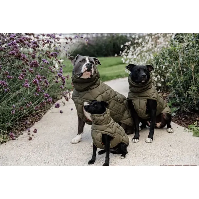Kentucky Dog Coat Winter Pina Pine Green